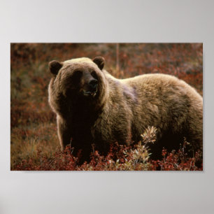 Grizzly Bear Poster