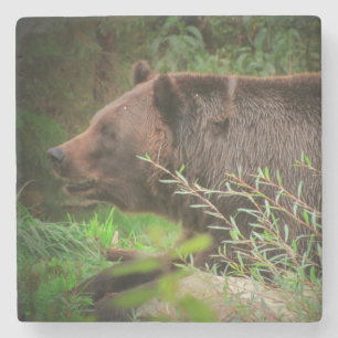 Grizzly Bear Profile Stone Coaster