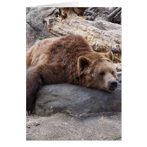 Image of Grizzly Bear Resting On Rock
