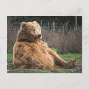 GRIZZLY BEAR SITTING DOWN CUTE POSTCARD