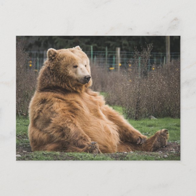GRIZZLY BEAR SITTING DOWN CUTE POSTCARD (Front)