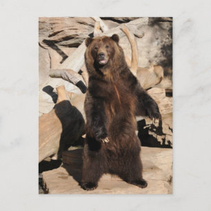 Grizzly Bear Sow Postcard