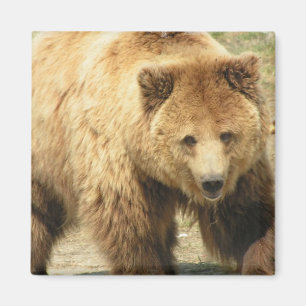 Grizzly Bear Square Magnet