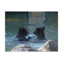 Grizzly Bear Swimming Party