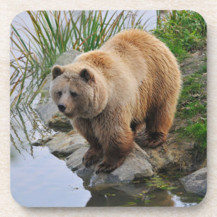 Grizzly Bear Wildlife Animal Photograph Coaster