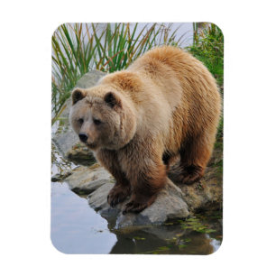 Grizzly Bear Wildlife Animal Photograph Magnet