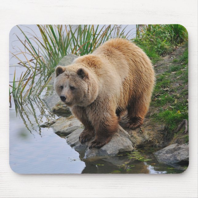 Grizzly Bear Wildlife Animal Photograph Mouse Mat (Front)