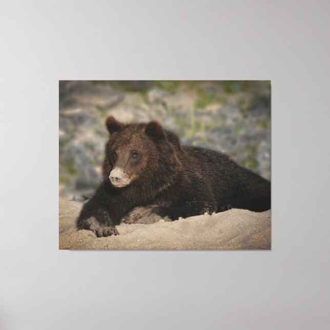 Grizzly Bear With A Sandy Nose Canvas Print (Front)