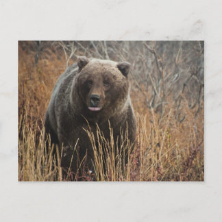 Grizzly Bear with Blueberry Lips Postcard