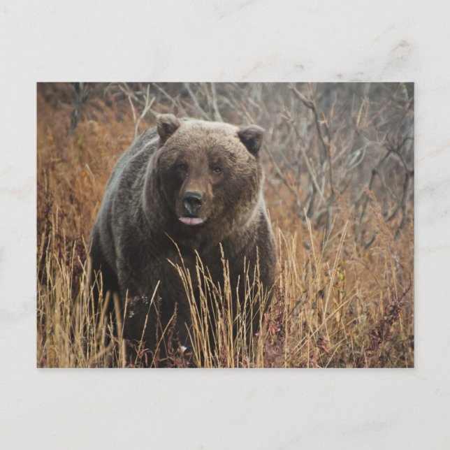 Grizzly Bear with Blueberry Lips Postcard (Front)
