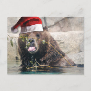 Grizzly Bear with Santa Hat Holiday Postcard