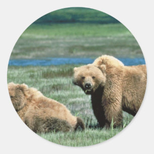 Grizzly Bears Classic Round Sticker