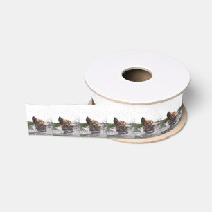 grizzly bears grosgrain ribbon