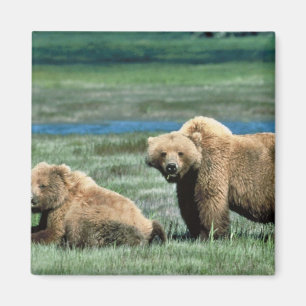 Grizzly Bears Magnet