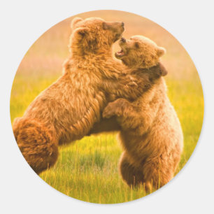 Grizzly Bears Wrestling Classic Round Sticker