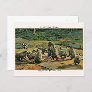 grizzly bears, yellow stone national park gifts postcard
