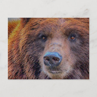 Grizzly Brown Bear Wildlife Photo Postcard