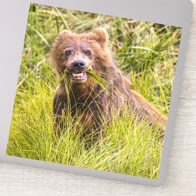 Grizzly cub grazing, Alaska (Detail)