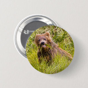 Grizzly cub grazing, Alaska 6 Cm Round Badge