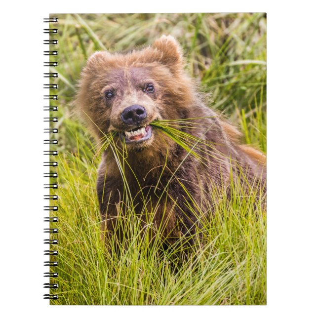 Grizzly cub grazing, Alaska Notebook (Front)