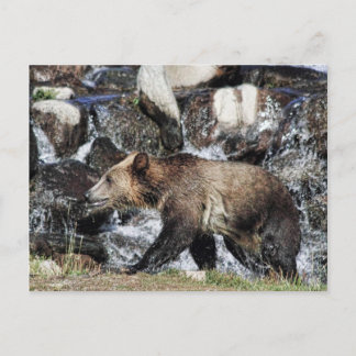 Grizzly Cub Postcard