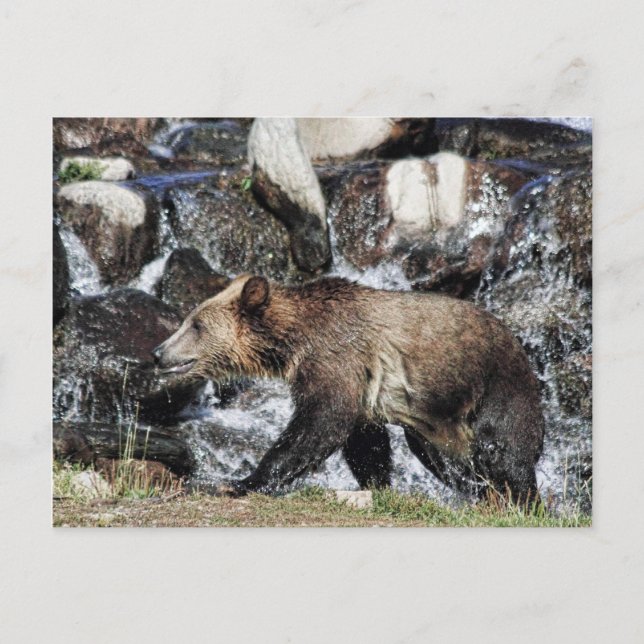 Grizzly Cub Postcard (Front)
