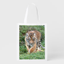 grocery bag Photo tiger cat. grocery bag