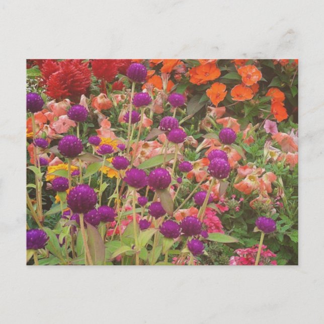 Grocery Store Flowers Postcard (Front)