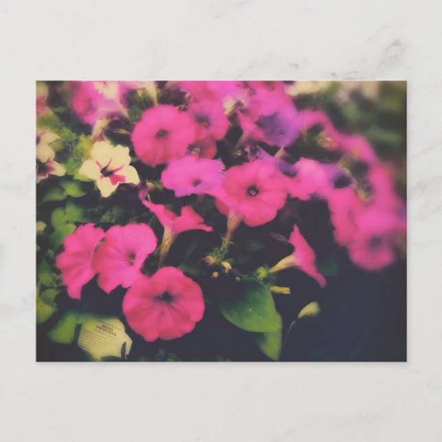 Grocery Store Petunia Flowers Postcard (Front)