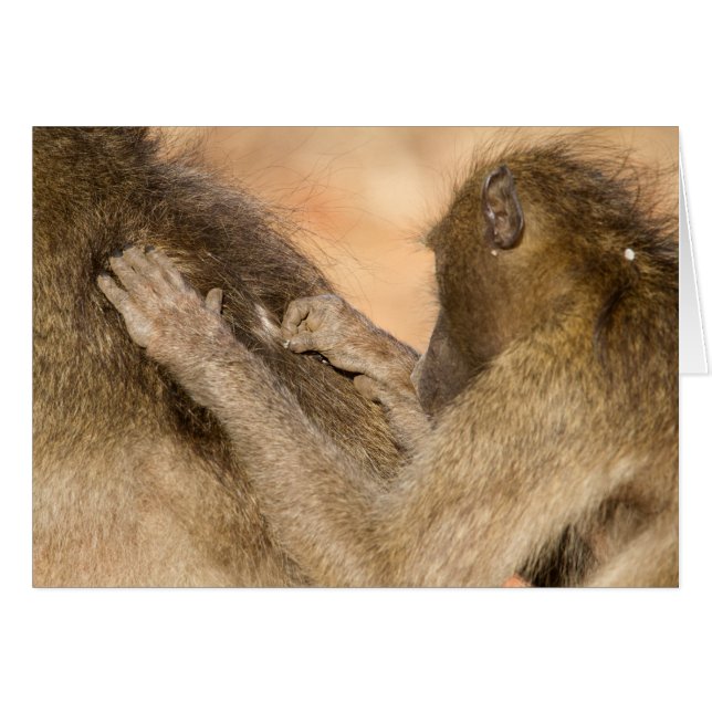 Grooming baboons (Front Horizontal)