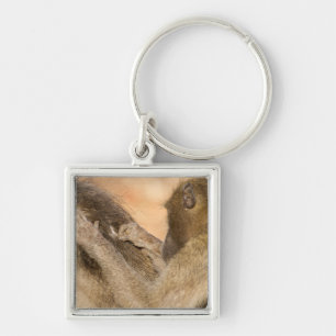 Grooming baboons key ring