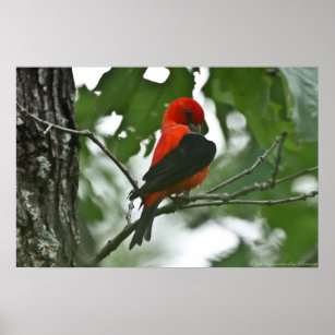 "Grooming Beauty" Scartlet Tanager Poster