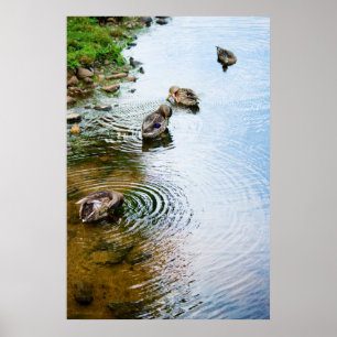 Grooming Ducks 2 Poster