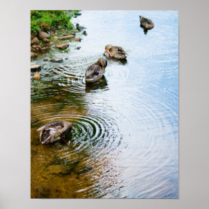 Grooming Ducks 2 Poster