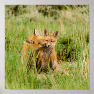 Grooming Red Fox Kits Poster