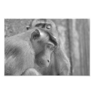 Grooming Sunda Pig-tailed Macaques - Photo Print