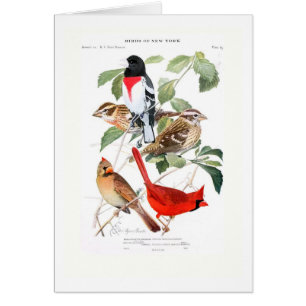 Grosbeak and Cardinal