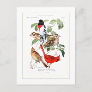 Grosbeak and Cardinal Postcard