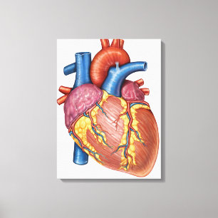 Gross Anatomy Of The Human Heart Canvas Print