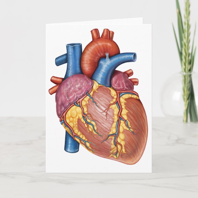 Gross Anatomy Of The Human Heart Card (Front)