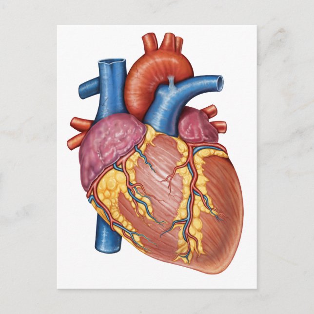Gross Anatomy Of The Human Heart Postcard (Front)