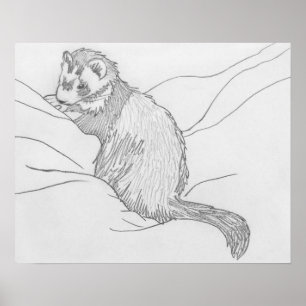 "Grouch" Ferret Drawing Poster