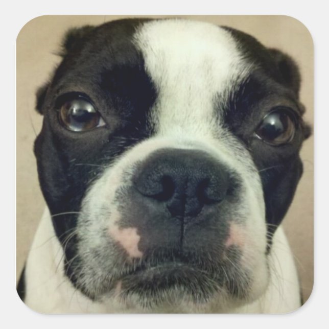 Grouchy Boston Terrier Square Sticker (Front)
