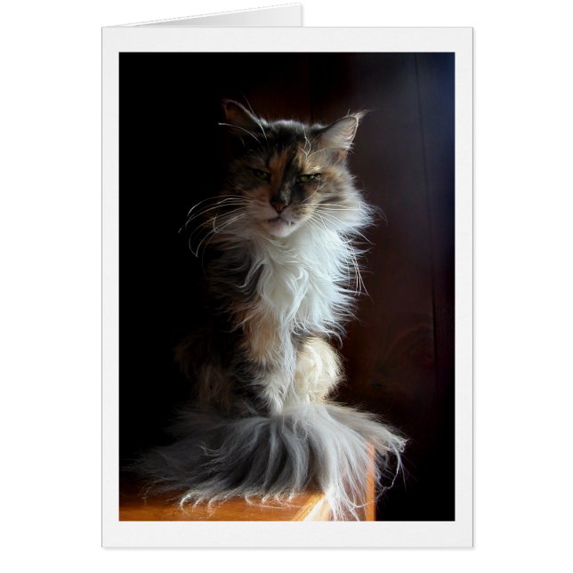 Grouchy, dignified old cat (Front)