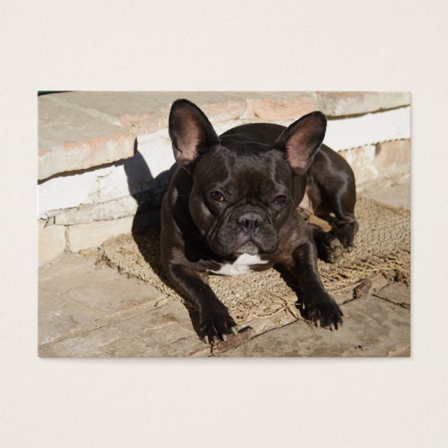 Grouchy French Bulldog (Front)