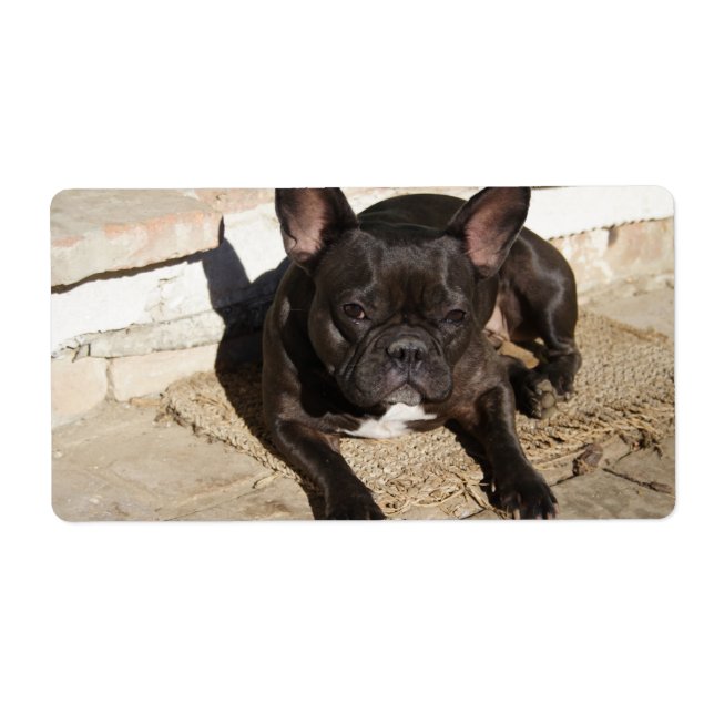 Grouchy French Bulldog (Front)