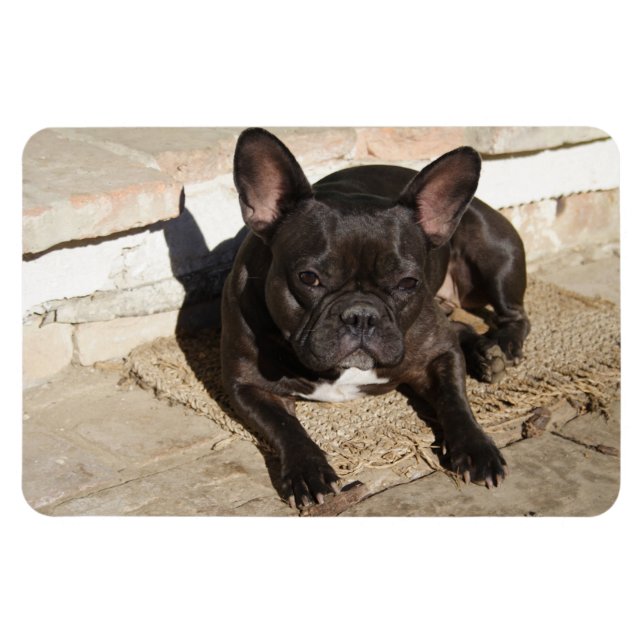 Grouchy French Bulldog Magnet (Horizontal)