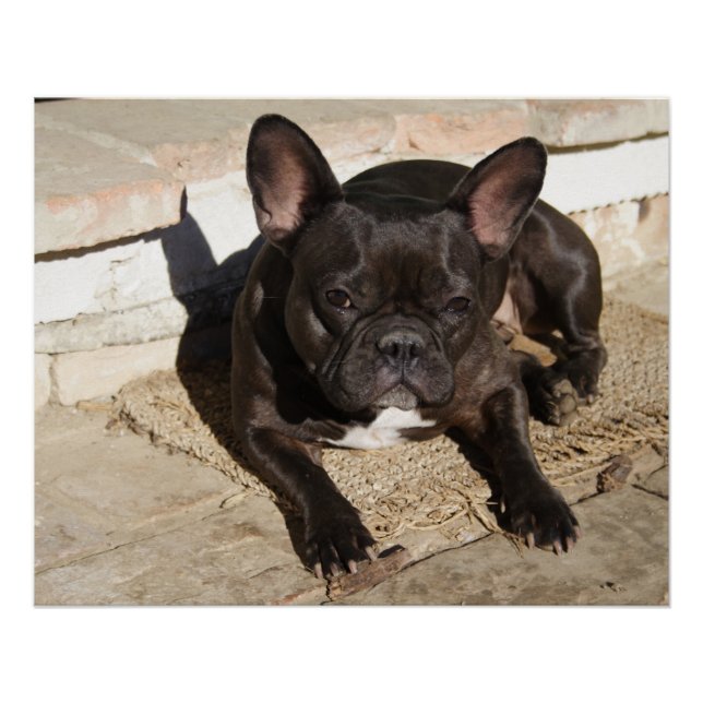 Grouchy French Bulldog Poster (Front)