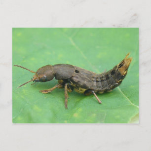 Ground Beetle Larva Postcard. Postcard
