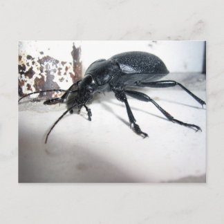 Ground Beetle Postcard
